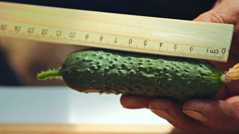 Choisir des variétés de concombres autogames pour la serre résistantes aux maladies