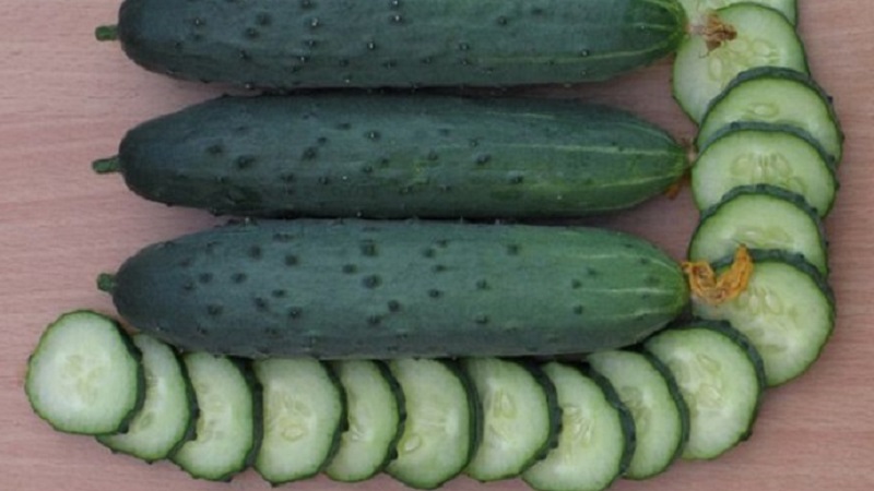 Choisir des variétés de concombres autogames pour la serre résistantes aux maladies