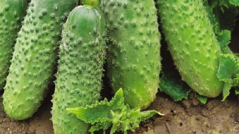 Choisir des variétés de concombres autogames pour la serre résistantes aux maladies