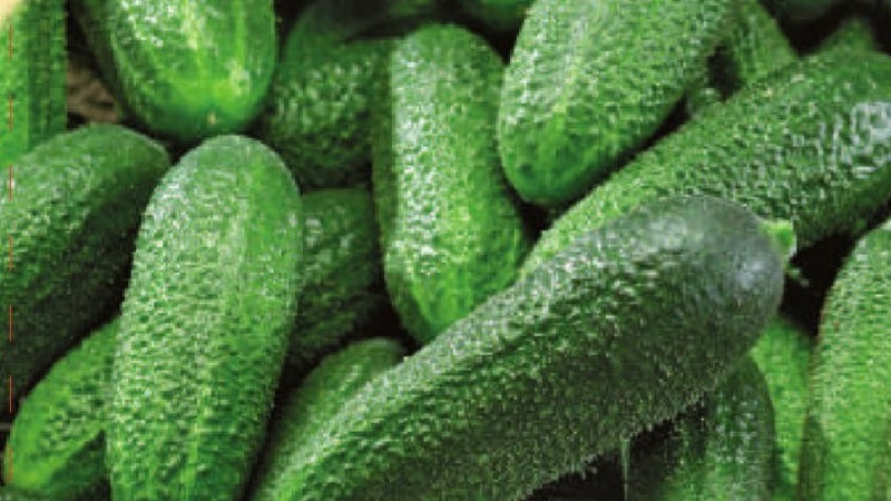 Choisir des variétés de concombres autogames pour la serre résistantes aux maladies