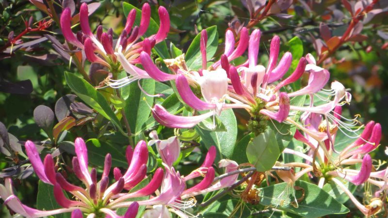 Chèvrefeuille Chèvrefeuille en croissance: plantation, entretien, reproduction