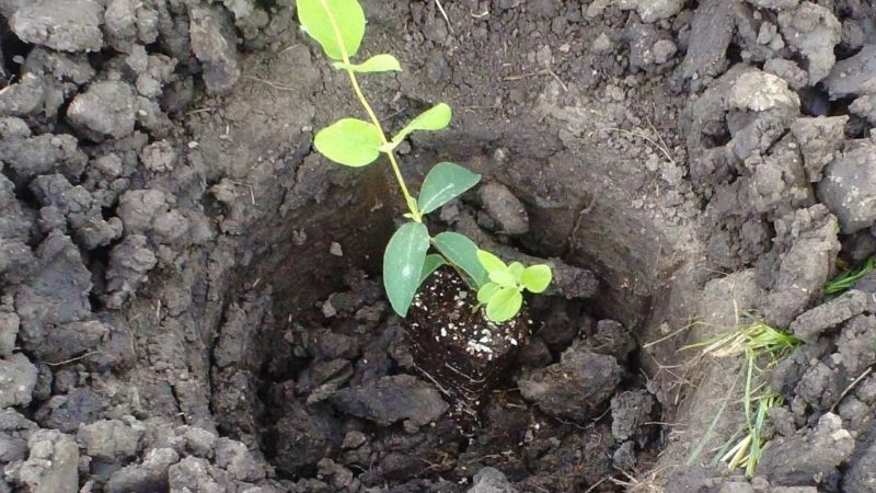 Chèvrefeuille Chèvrefeuille en croissance: plantation, entretien, reproduction