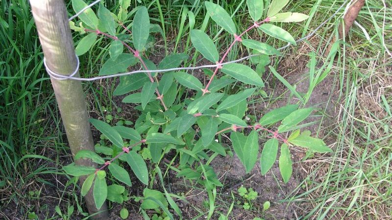 Chèvrefeuille Chèvrefeuille en croissance: plantation, entretien, reproduction