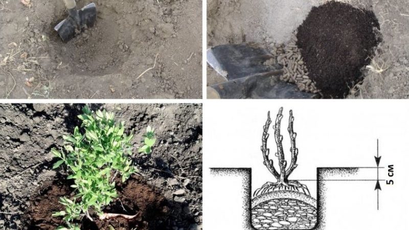 Chèvrefeuille Chèvrefeuille en croissance: plantation, entretien, reproduction