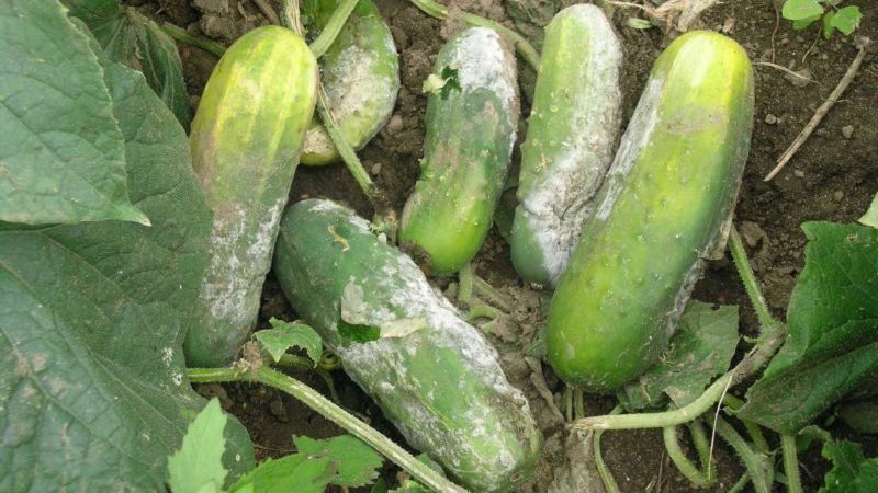 L'iode et le vert brillant à la rescousse: les secrets de la transformation des concombres pour une meilleure récolte