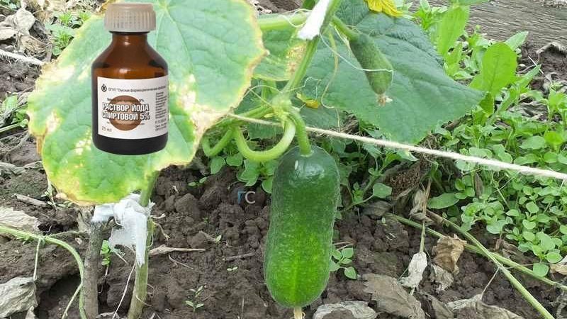 L'iode et le vert brillant à la rescousse: les secrets de la transformation des concombres pour une meilleure récolte