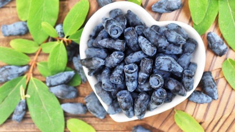 Propriétés utiles du chèvrefeuille pour le corps masculin