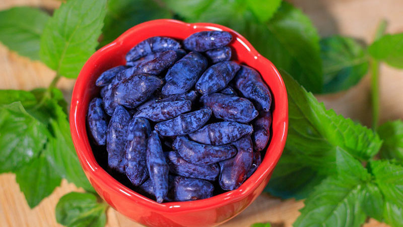 Propriétés utiles du chèvrefeuille pour le corps masculin