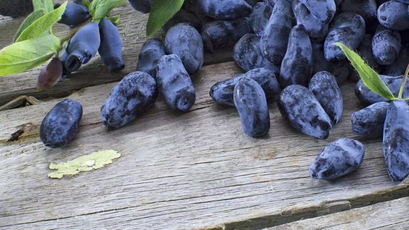 Propriétés utiles du chèvrefeuille pour le corps masculin