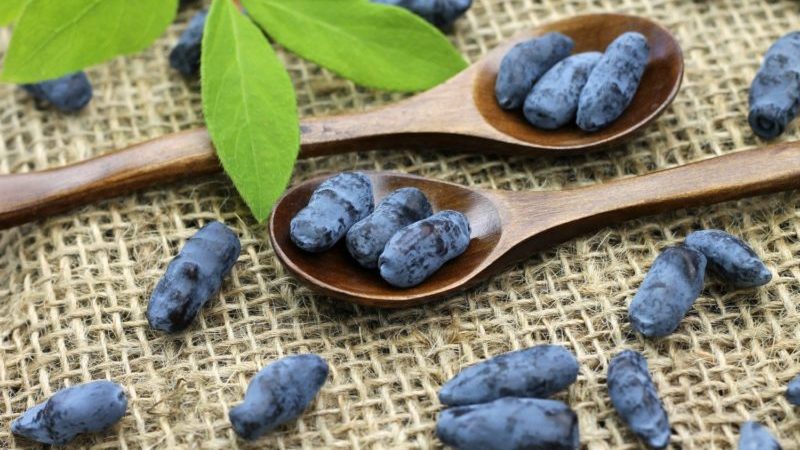 Propriétés utiles du chèvrefeuille pour le corps masculin