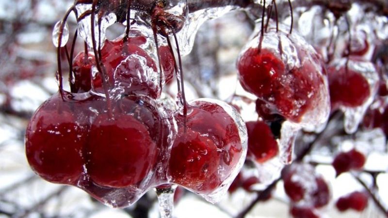 Examen des meilleures variétés de cerises douces résistantes à l'hiver et critères de sélection