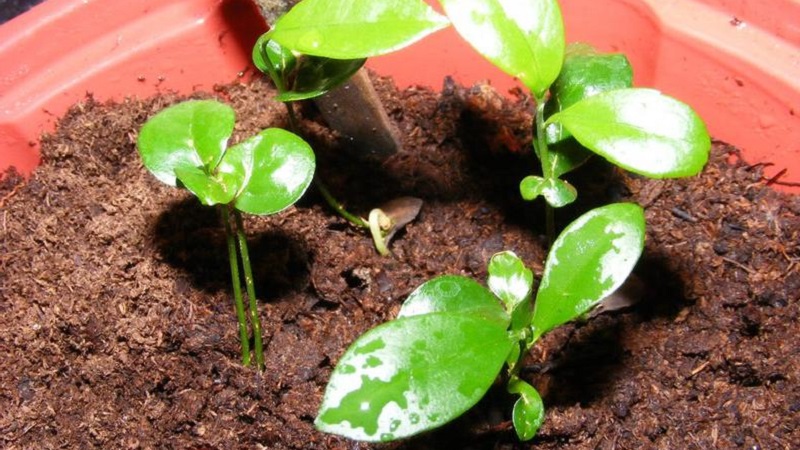 Guide étape par étape: comment planter une graine d'orange à la maison