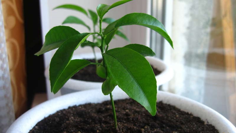 Guide étape par étape: comment planter une graine d'orange à la maison