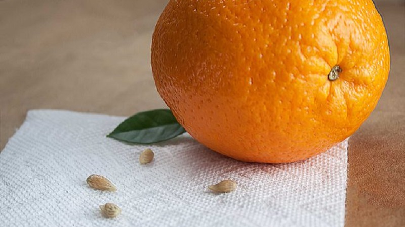 Guide étape par étape: comment planter une graine d'orange à la maison