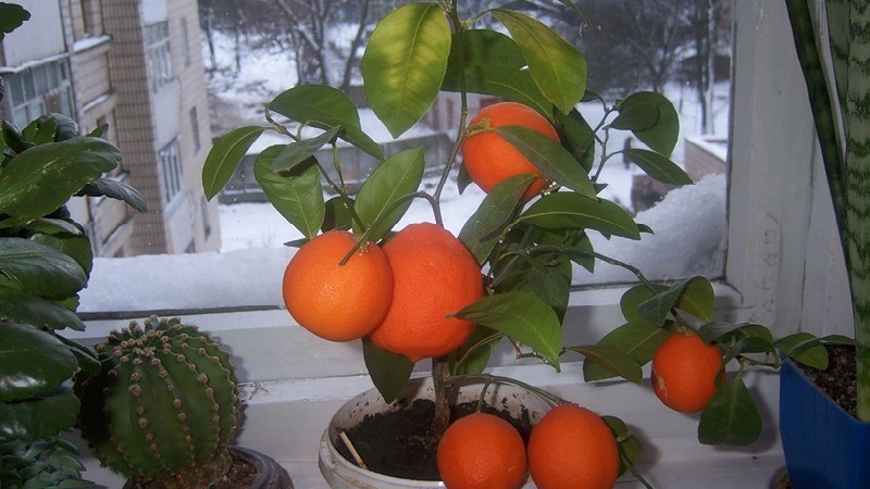 Guide étape par étape: comment planter une graine d'orange à la maison