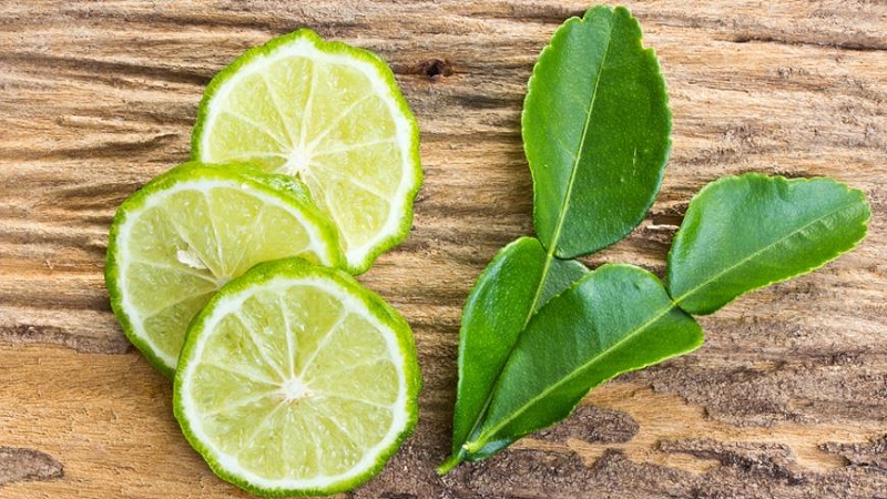 Pourquoi les feuilles de lime kaffir sont-elles utiles et comment les utiliser en cuisine et en aromathérapie