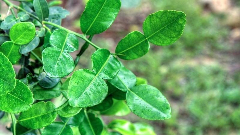 Pourquoi les feuilles de lime kaffir sont-elles utiles et comment les utiliser en cuisine et en aromathérapie
