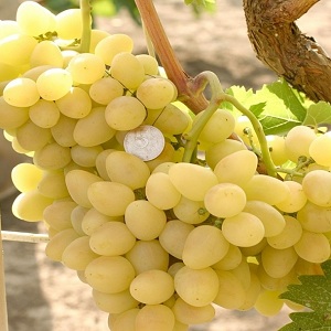 Critique du raisin de table Arcadia