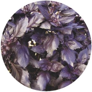 Examen de la variété de légumes au basilic violet Ararat