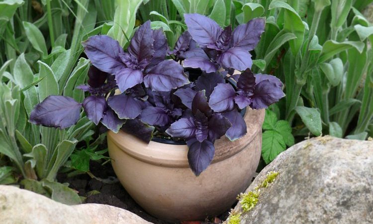 Examen de la variété de légumes au basilic violet Ararat