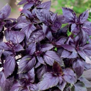 Examen de la variété de légumes au basilic violet Ararat