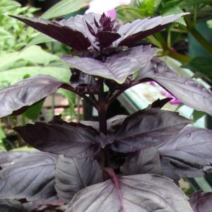 Examen de la variété de légumes au basilic violet Ararat