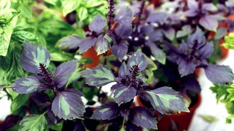 Examen de la variété de légumes au basilic violet Ararat