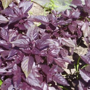 Caractéristiques et description de la variété de basilic Opal et commentaires de ceux qui l'ont cultivée