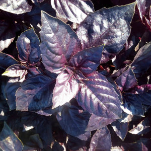 Basilic Rosie à croissance rapide avec un goût et un arôme excellents