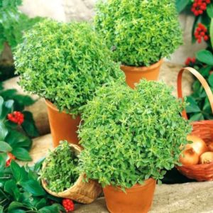 Une variété parfumée de basilic Basilic pour les cornichons et les salades fraîches