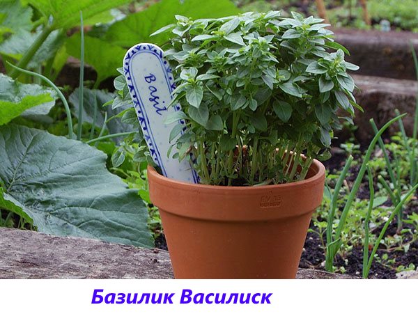 Une variété parfumée de basilic Basilic pour les cornichons et les salades fraîches