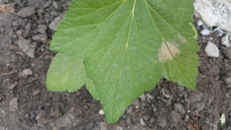 Maladies et ravageurs des groseilles, moyens de les combattre, mesures préventives