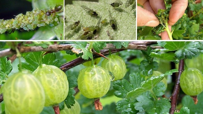 Maladies de la groseille à maquereau et leur traitement