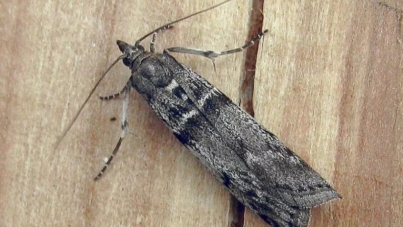 Maladies de la groseille à maquereau et leur traitement