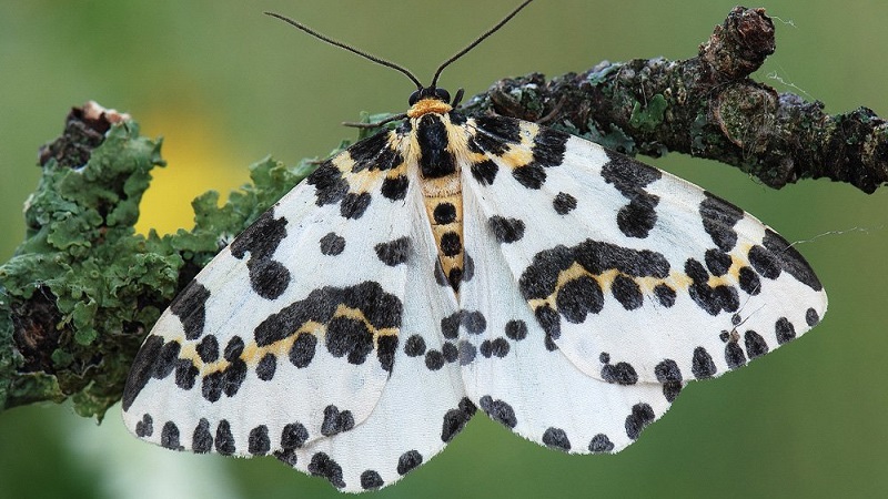 Maladies de la groseille à maquereau et leur traitement