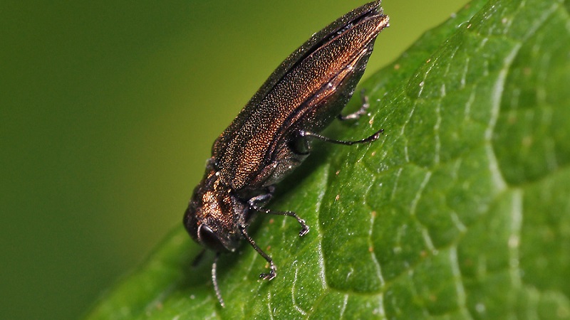 Maladies de la groseille à maquereau et leur traitement