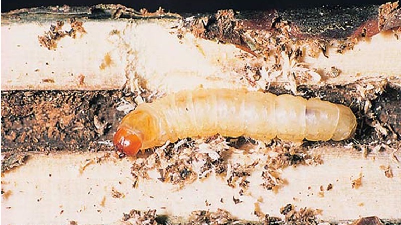 Maladies de la groseille à maquereau et leur traitement