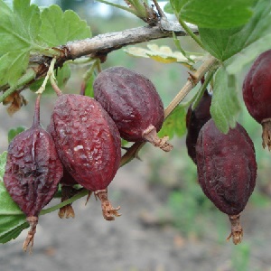 Maladies de la groseille à maquereau et leur traitement