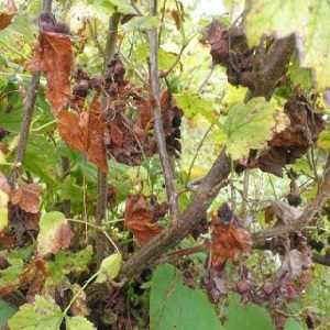 Maladies de la groseille à maquereau et leur traitement