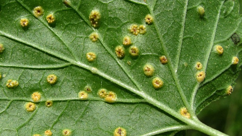 Maladies de la groseille à maquereau et leur traitement