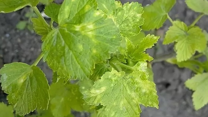 Maladies de la groseille à maquereau et leur traitement