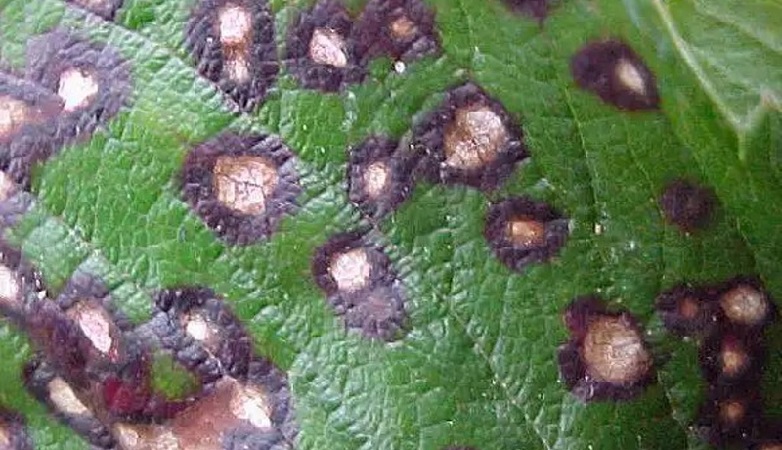 Maladies de la groseille à maquereau et leur traitement