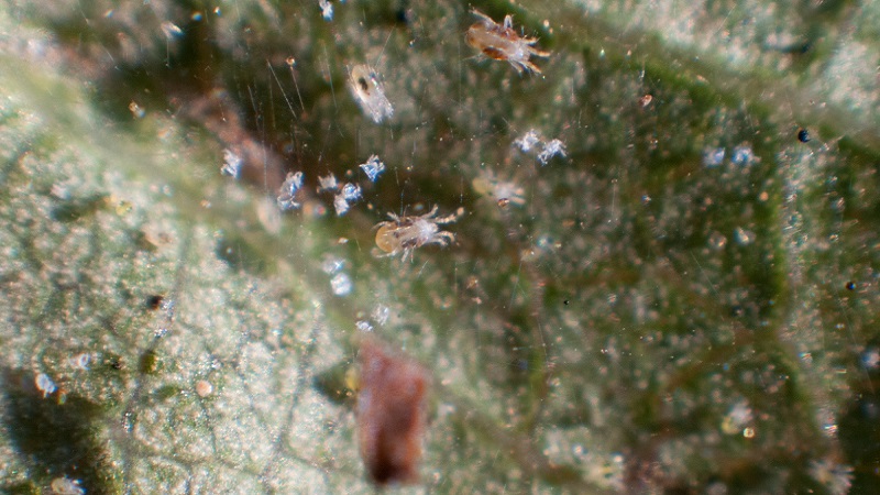 Maladies de la groseille à maquereau et leur traitement