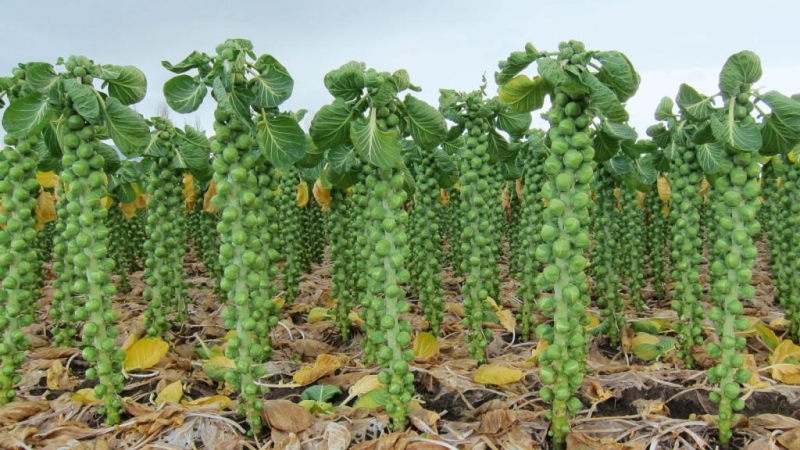 Choux de Bruxelles: description avec photo et technologie de culture