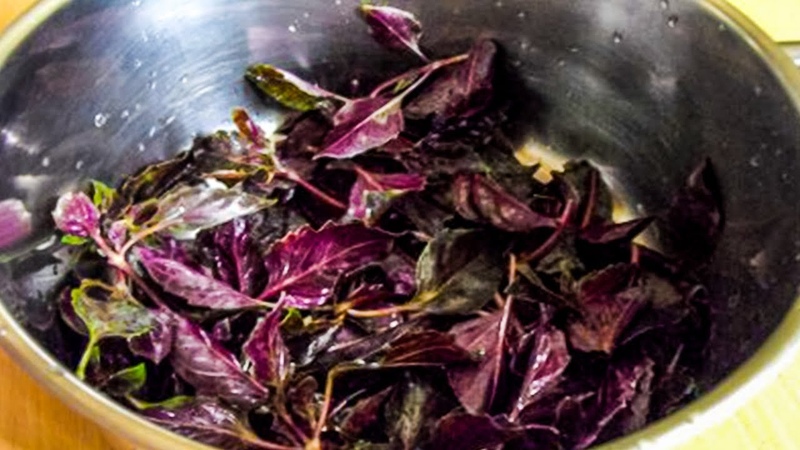 Basilic Rosie à croissance rapide avec un goût et un arôme excellents