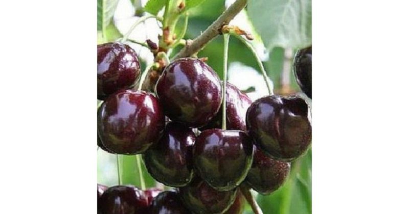 La variété de cerises Iput adorée par de nombreux jardiniers