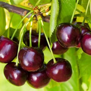 La variété de cerises Iput adorée par de nombreux jardiniers