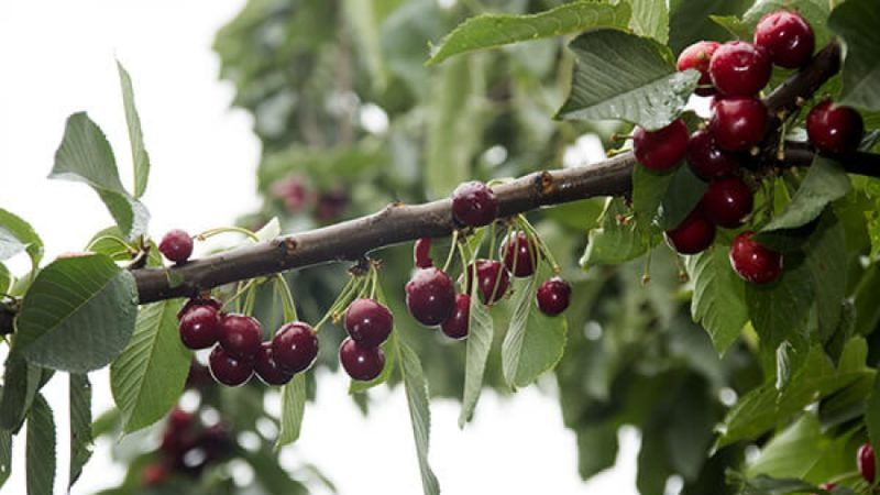 La variété de cerises Iput adorée par de nombreux jardiniers