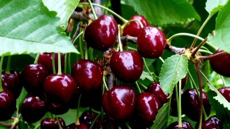 La variété de cerises Iput adorée par de nombreux jardiniers