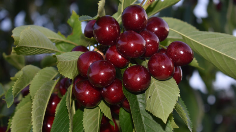 La variété de cerises Iput adorée par de nombreux jardiniers